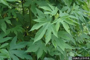 IPMimages_GiantRagweedFoliagePhoto
