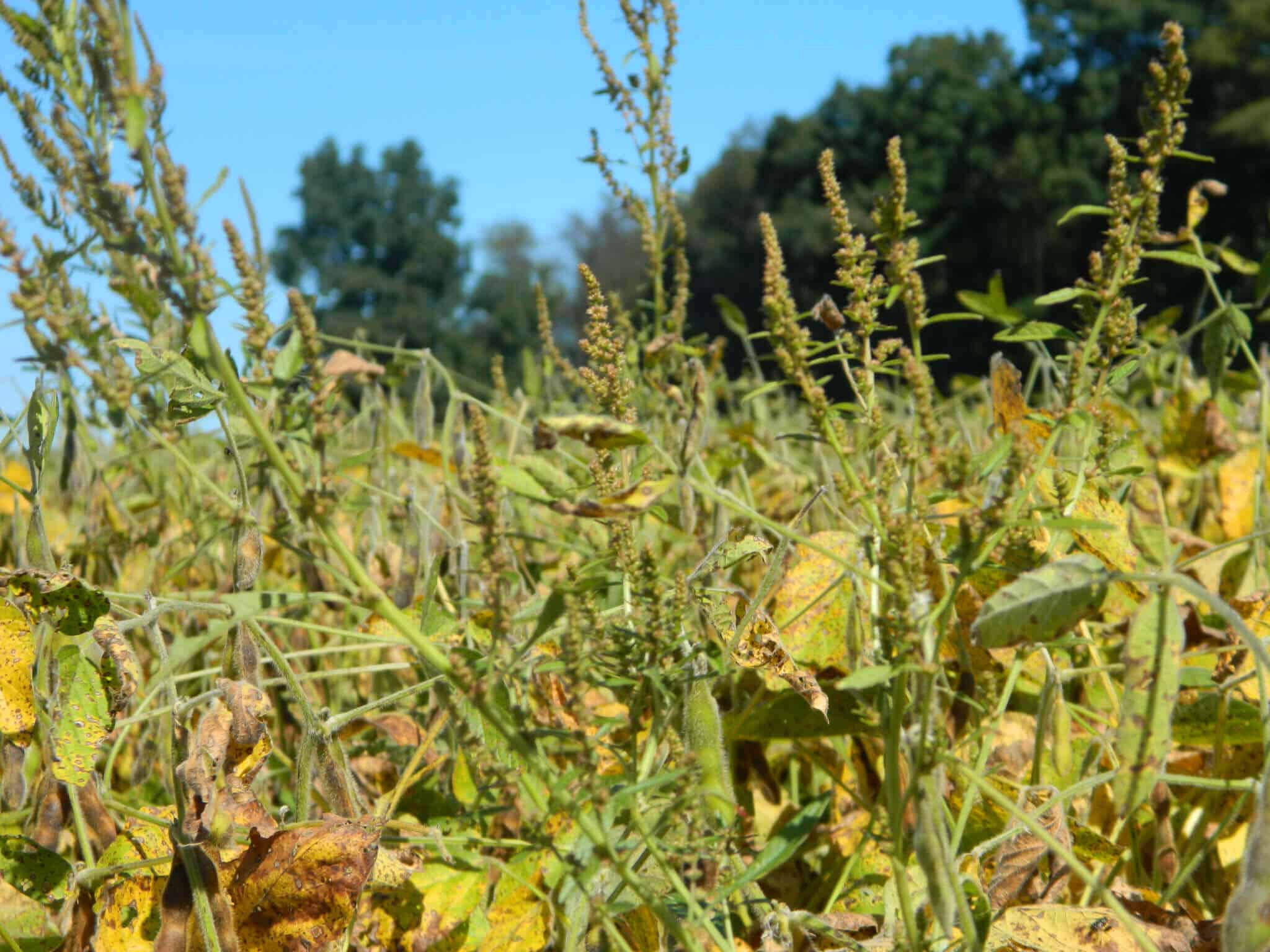 Herbicide Rotation Ineffective Against Resistance In Waterhemp ...