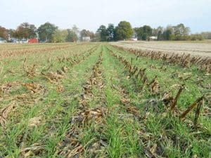 Cereal rye in late October, planted following corn harvest in Beltsville, MD.