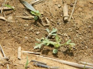 Common ragweed seedlings on April 22, 2017 in central Pennsylvania (Photo: Annie Klodd, Penn State)