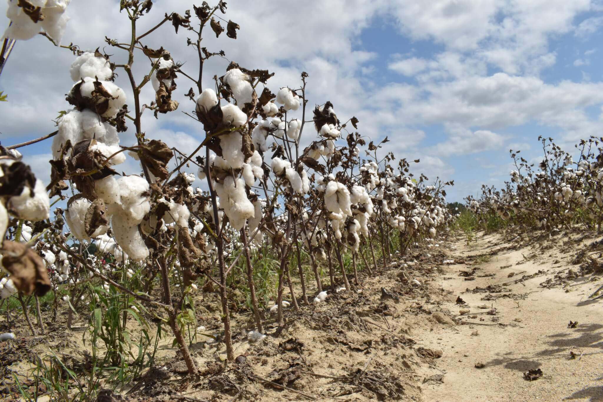 Cotton Weed Management With a Cereal Rye Cover Crops - Getting Rid Of Weeds