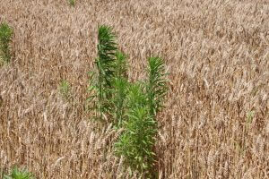 Glyphosate-resistant marestail (horseweed) in wheat in Pennsylvania (W. Curran, 2016).