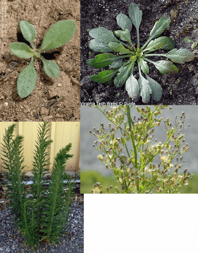 Horseweed lifecycle photos