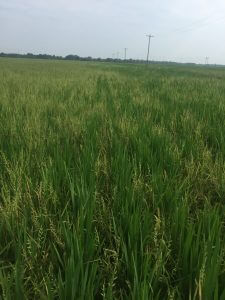 Late-season barnyardgrass escapes in rice.