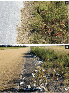 Weeds in seed along road