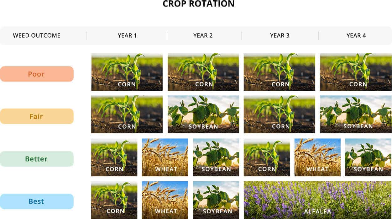 crop-rotations-getting-rid-of-weeds