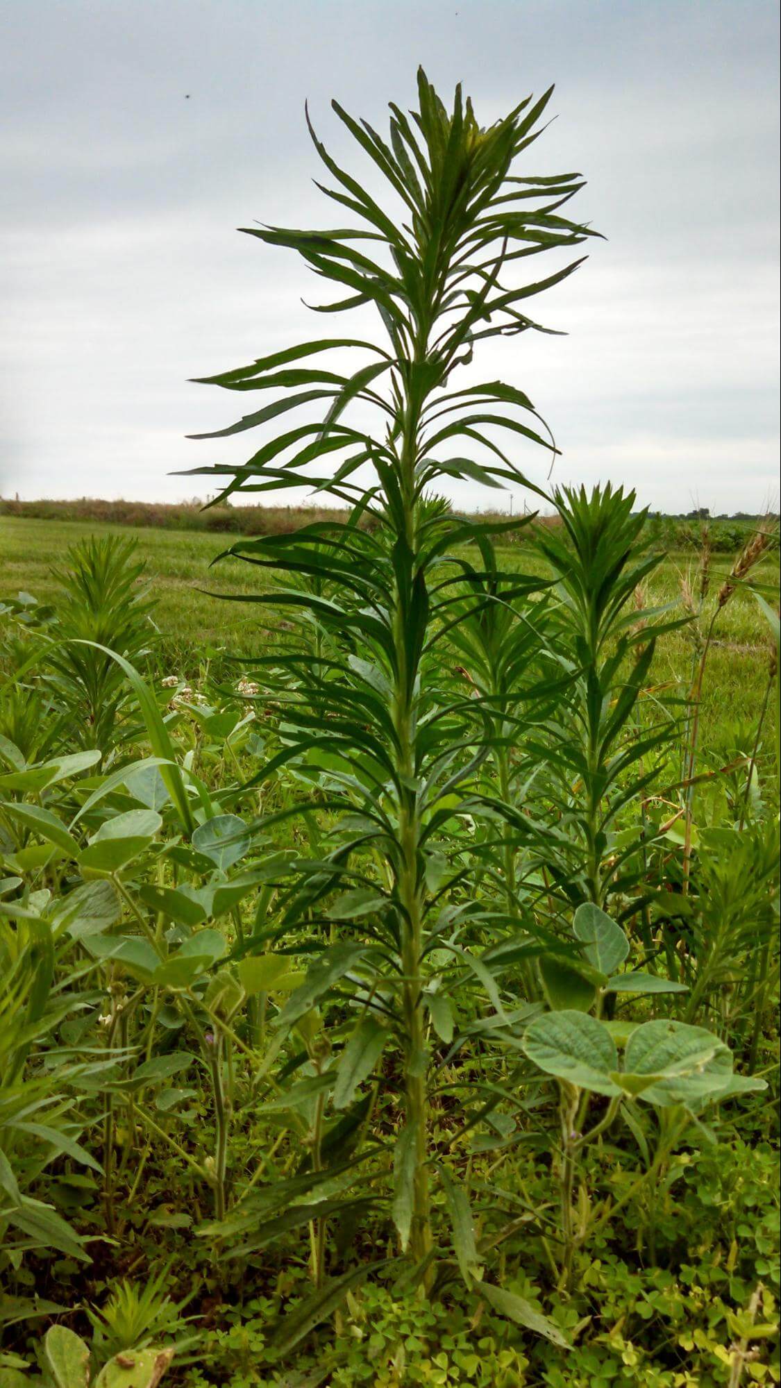 Horseweed Getting Rid Of Weeds