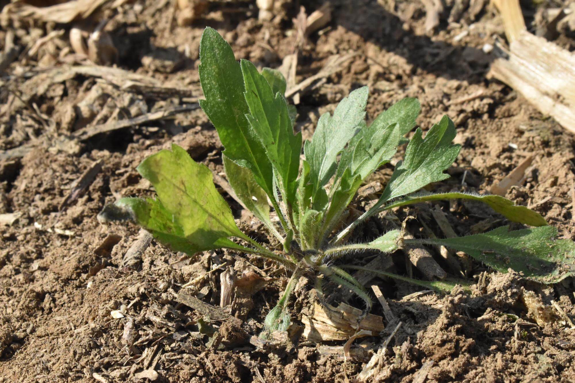 Horseweed Getting Rid Of Weeds