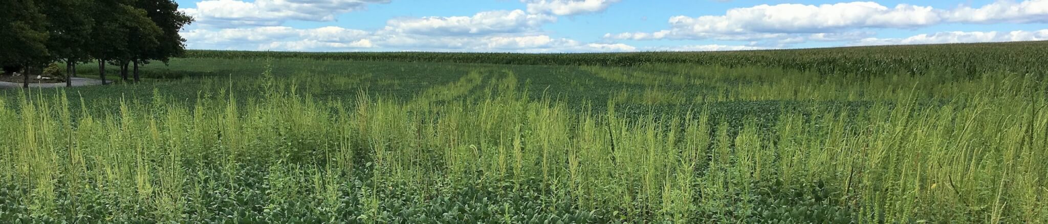 Soybean field with waterhemp that had been spread there by a contaminated combine during last year's harvest. See how the plants are growing is distinct rows (W. Curran, 2016)