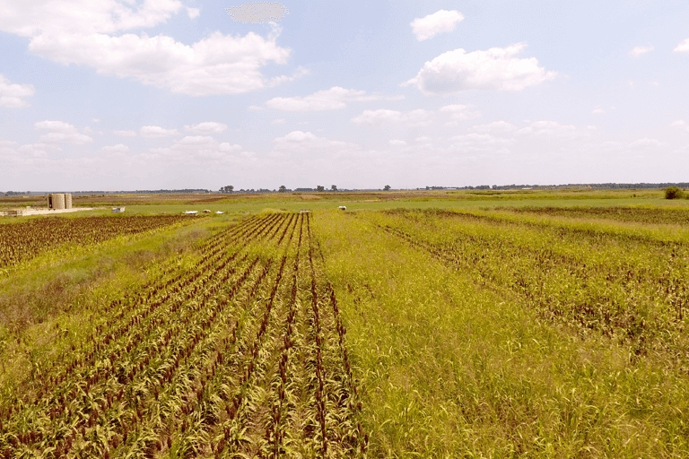 Grain Sorghum