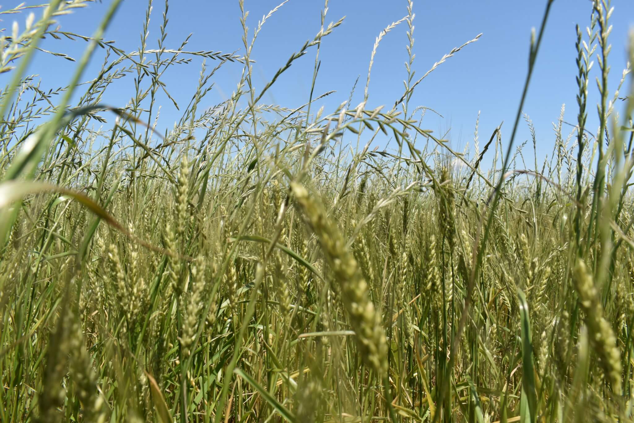 Managing Italian ryegrass in wheat with integrated weed management