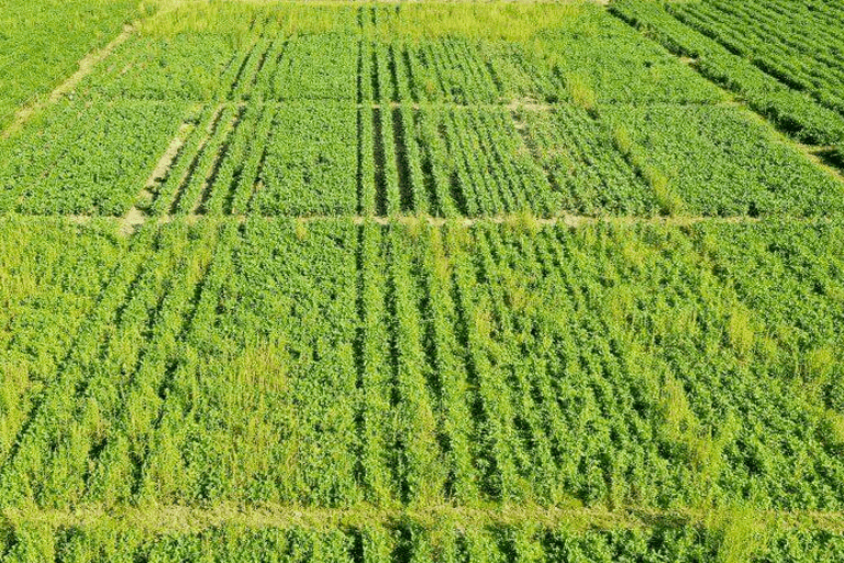 Row Spacing As A Weed Management Tool