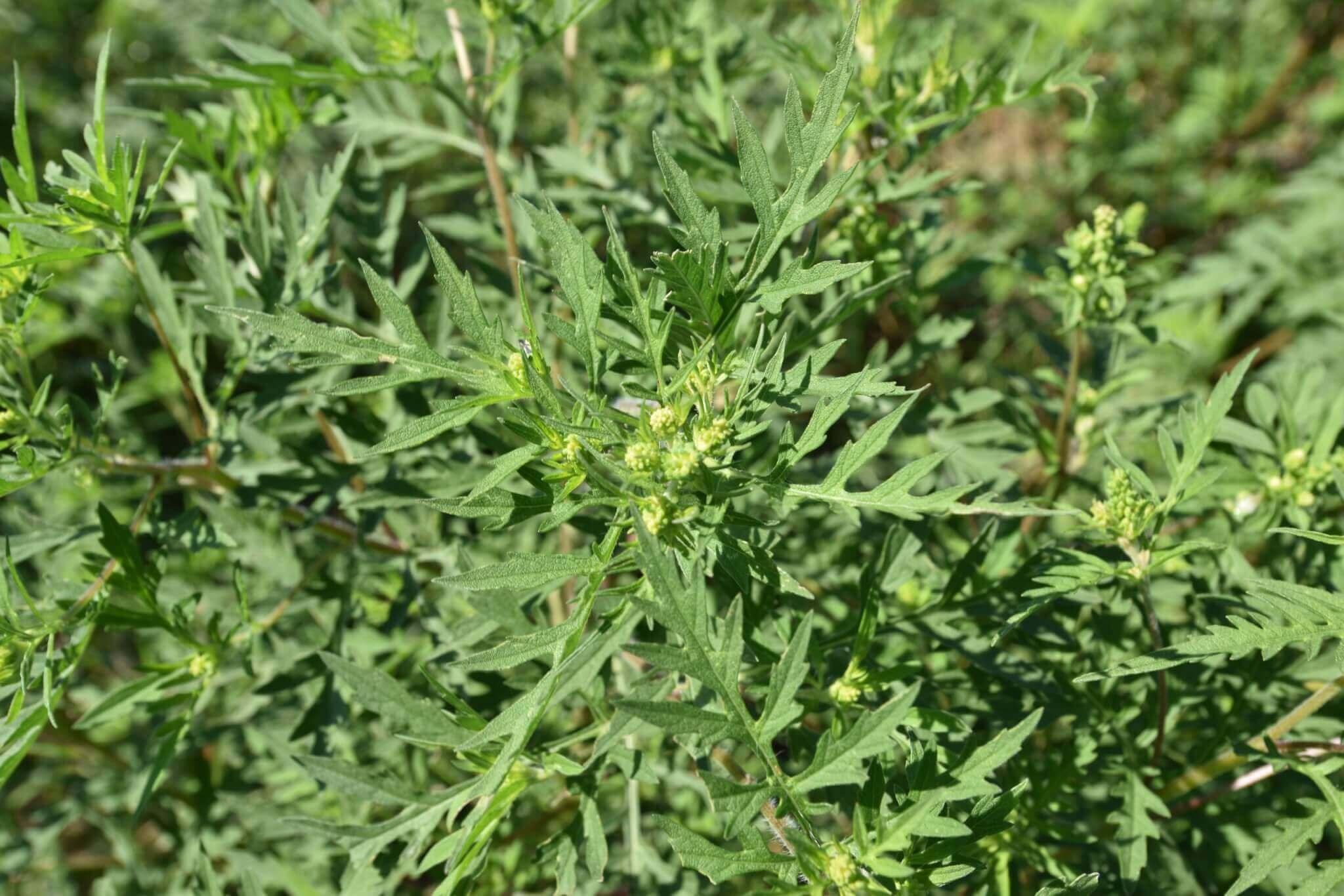 Common Ragweed - Getting Rid Of Weeds