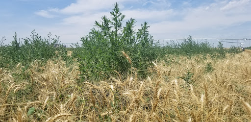 Kochia | Getting Rid Of Weeds