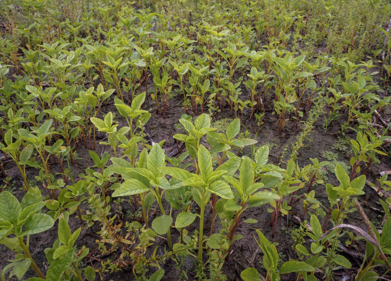 Waterhemp - Getting Rid Of Weeds