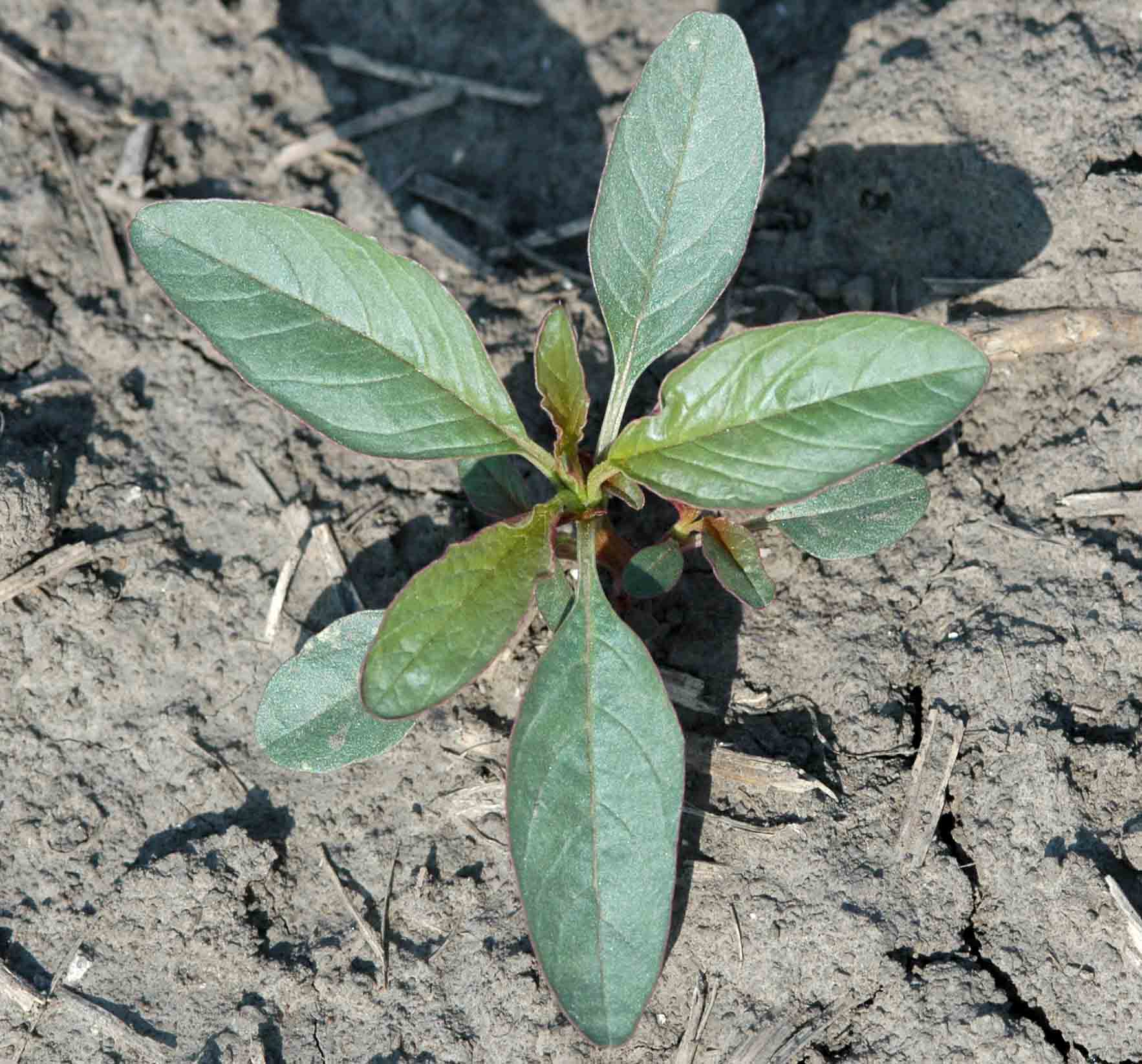 Waterhemp - Getting Rid Of Weeds