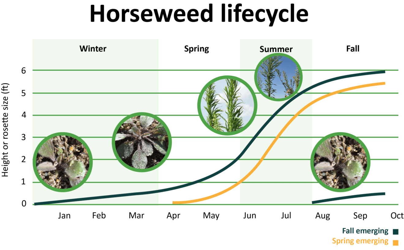 Horseweed Getting Rid Of Weeds