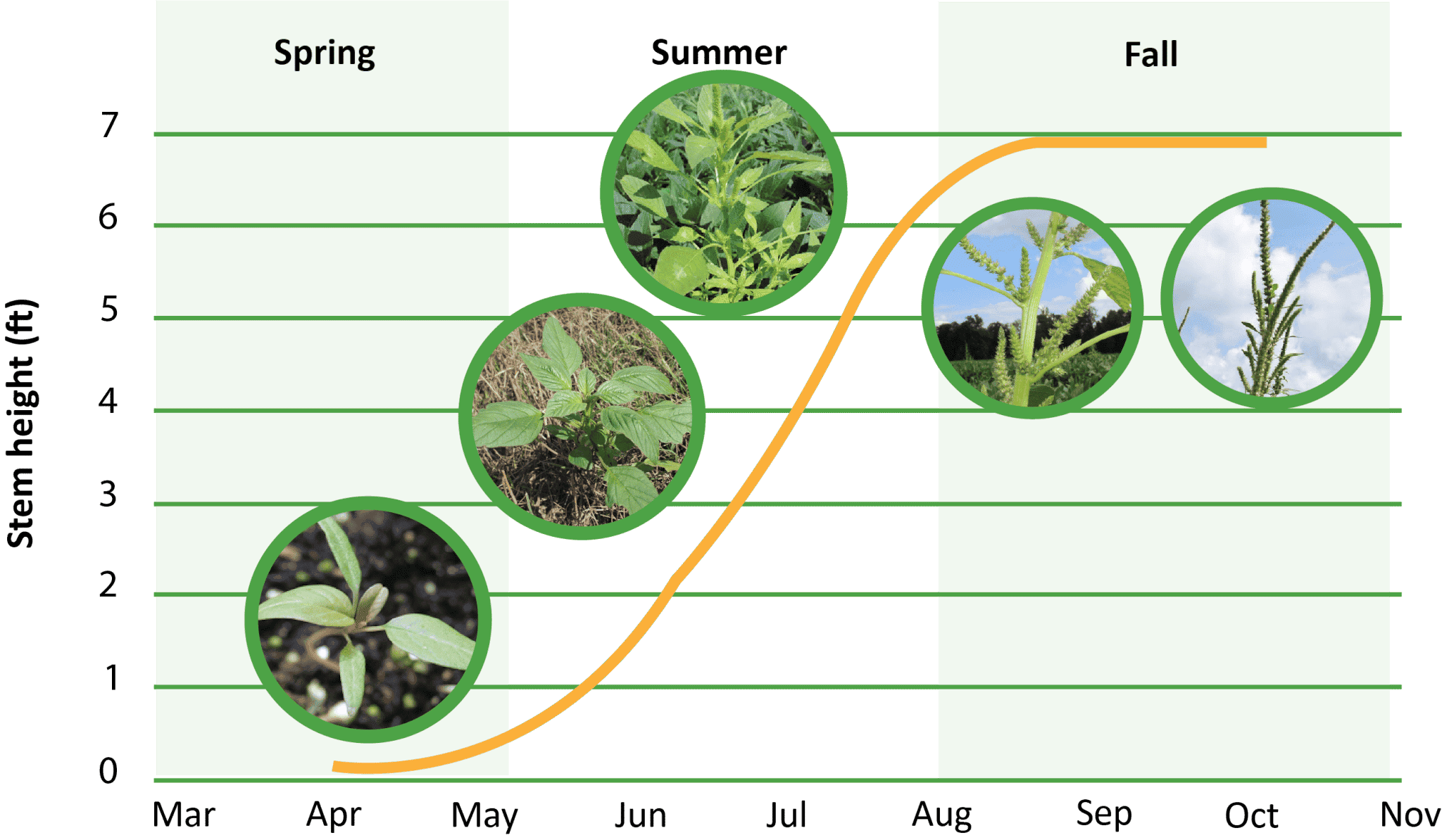 Palmer Amaranth - Getting Rid Of Weeds