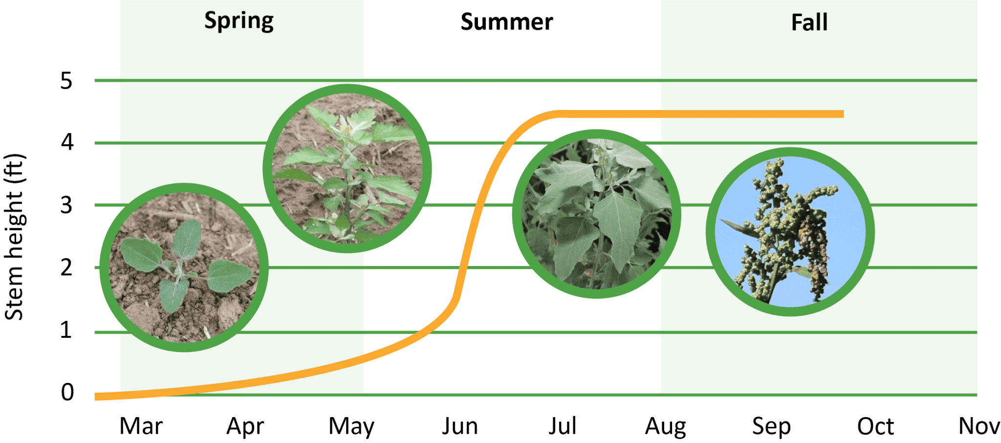 Common Lambsquarters Getting Rid Of Weeds