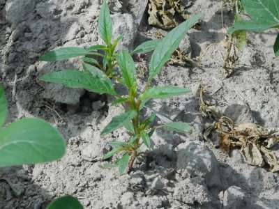 Herbicide-resistant and susceptible waterhemp