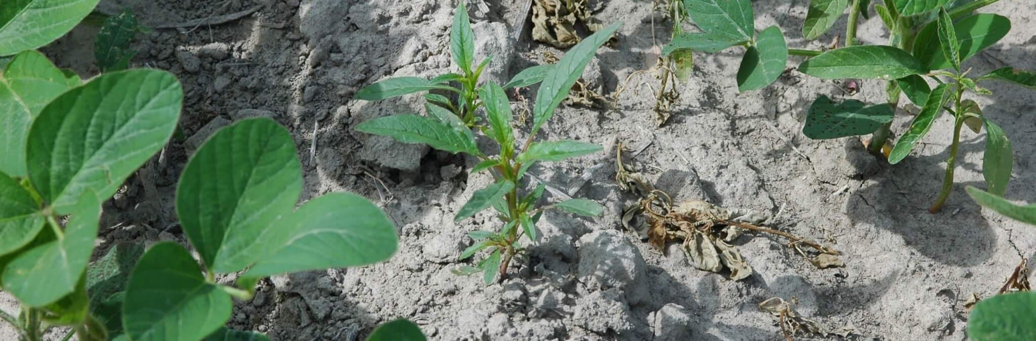 Herbicide-resistant and susceptible waterhemp