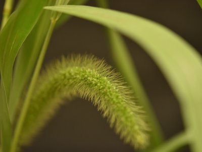 Giant foxtail panicle