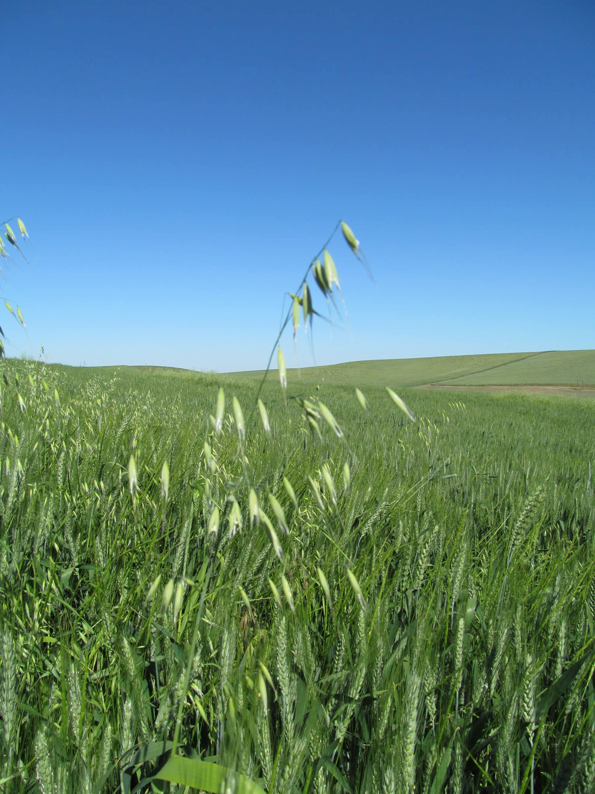 Wild Oats Getting Rid Of Weeds 