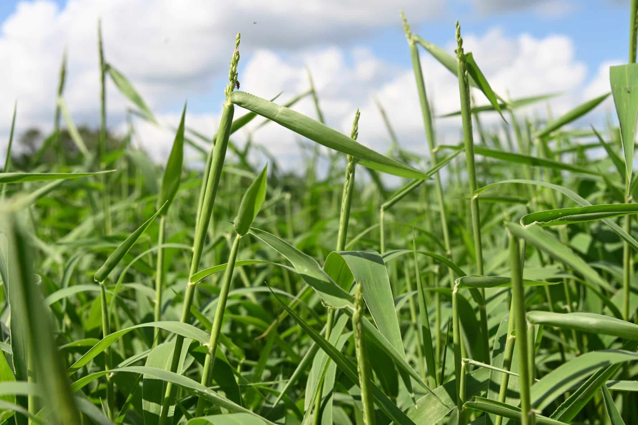 Waterhemp - Getting Rid Of Weeds