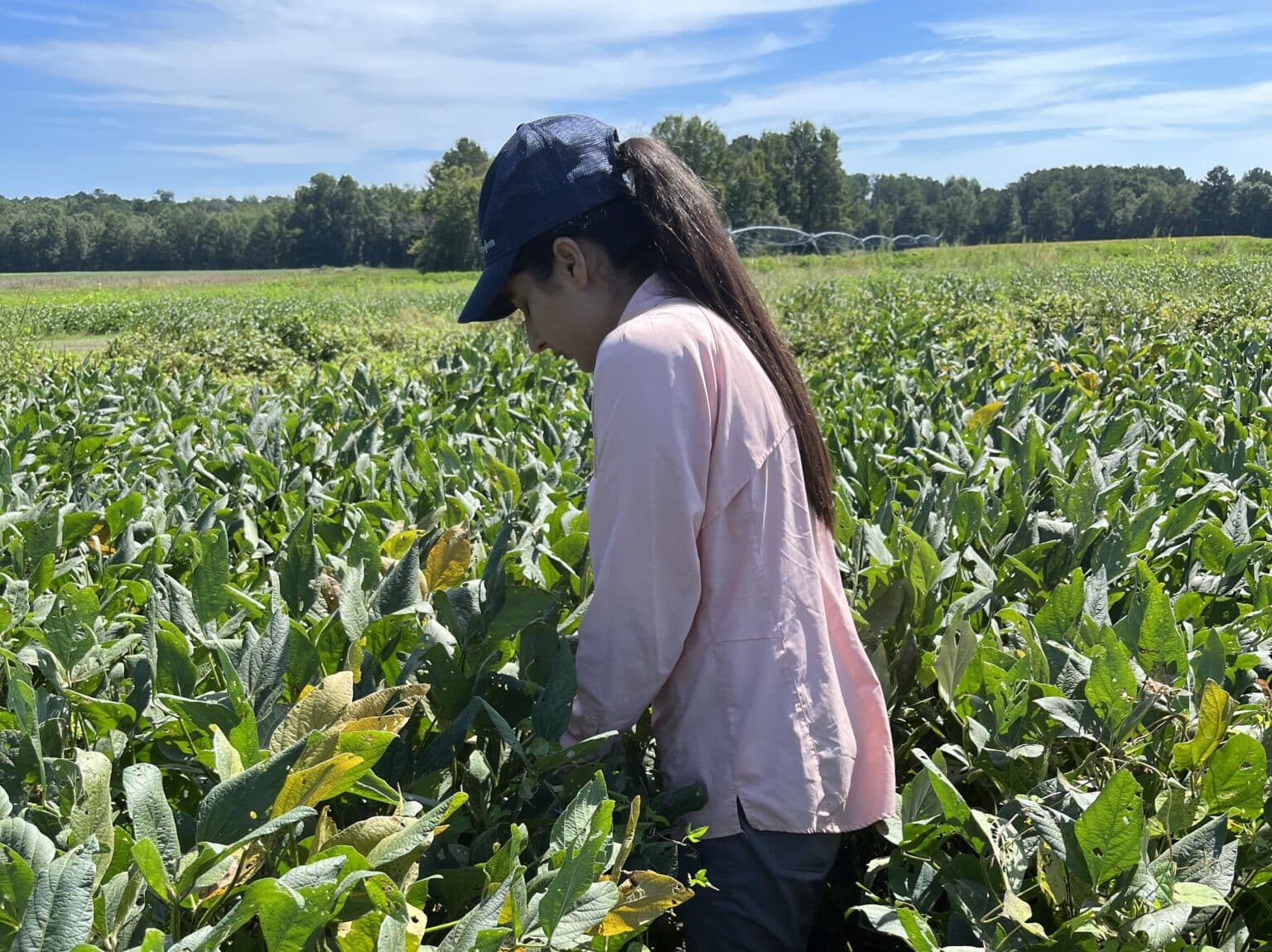 Take Action’s 2025 Herbicide Classification Chart Now Available