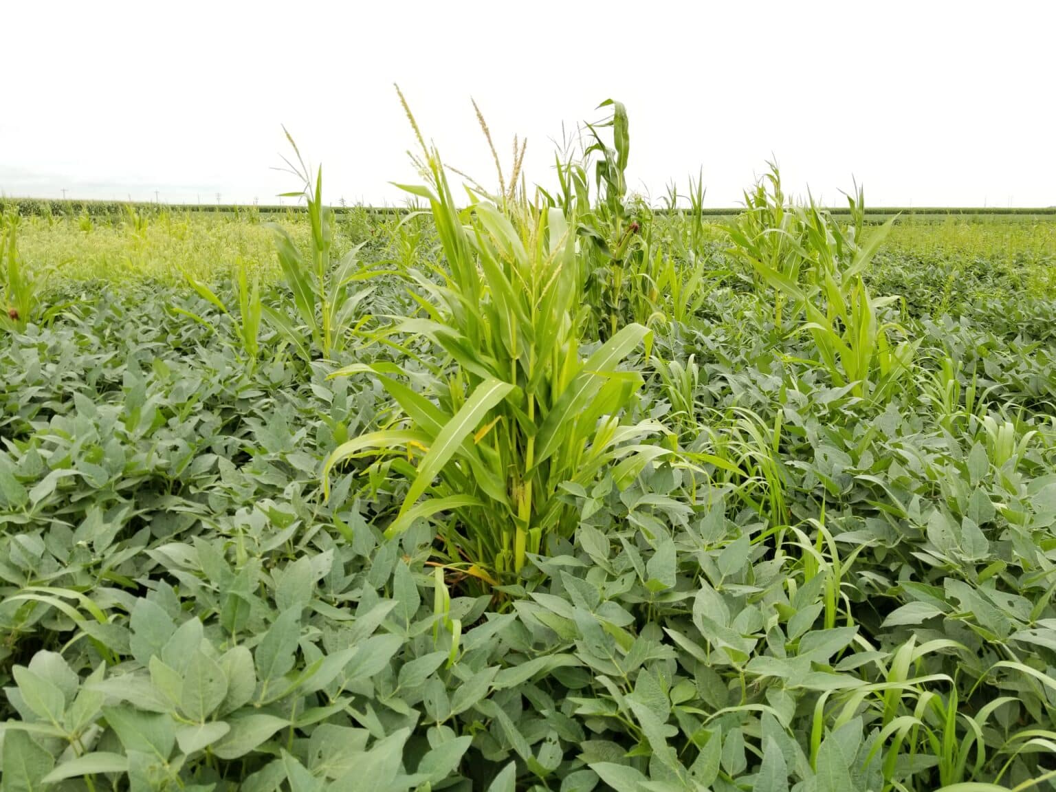 Take Action’s 2025 Herbicide Classification Chart Now Available