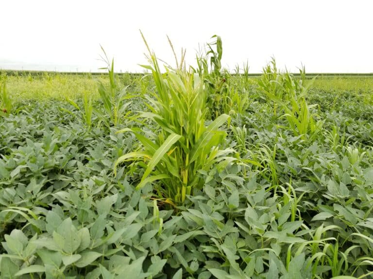 Take Action’s 2025 Herbicide Classification Chart Now Available