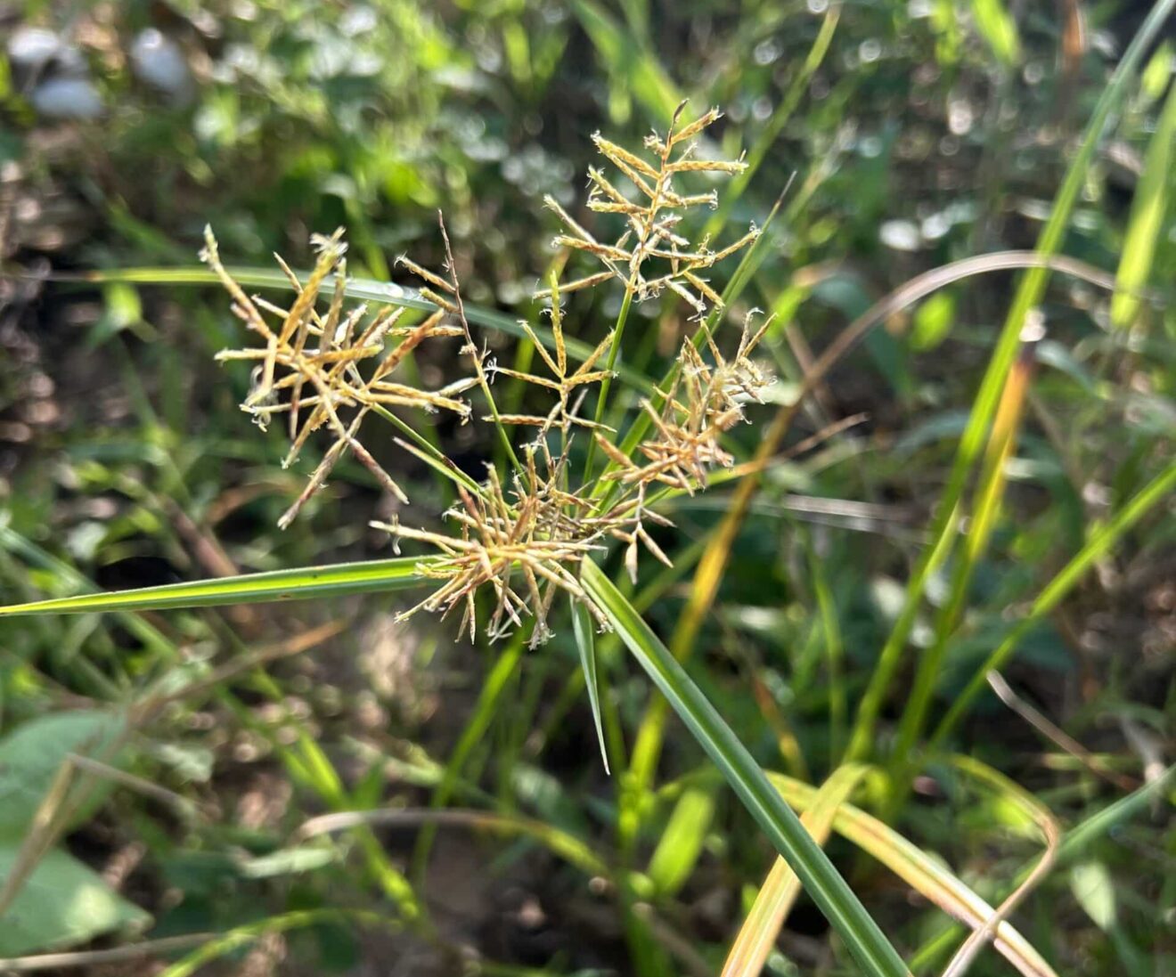 Wild Oats - Getting Rid Of Weeds - Wild Oats Seed Consumption In