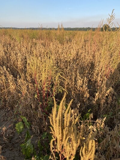 Palmer amaranth, shown here infesting a soybean field in northeastern Arkansas prior to harvest, continues to be ranked among the most common and troublesome weeds identified in WSSA surveys. Photo by Cole Woolard.