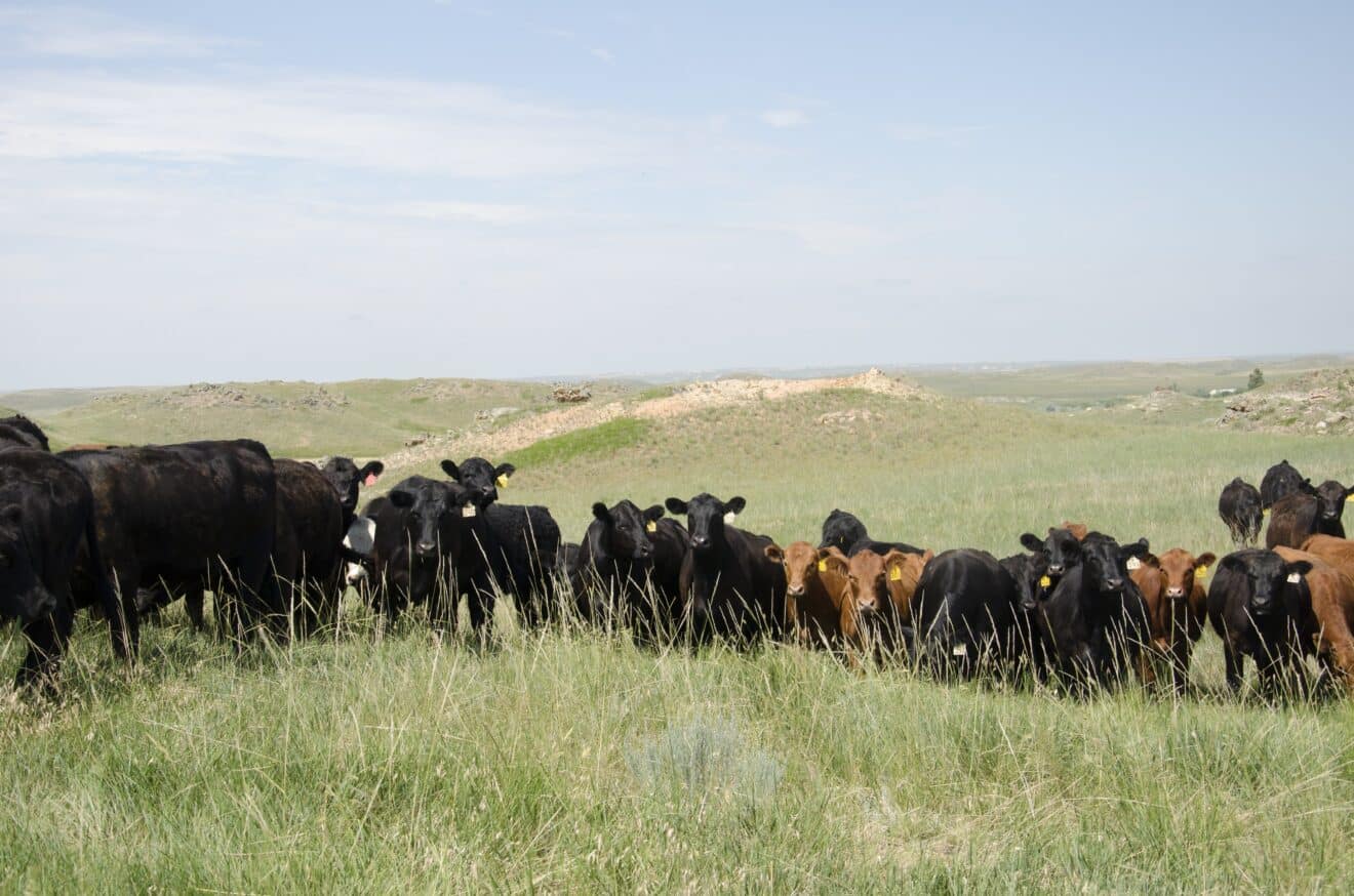 Biological Control - Getting Rid Of Weeds