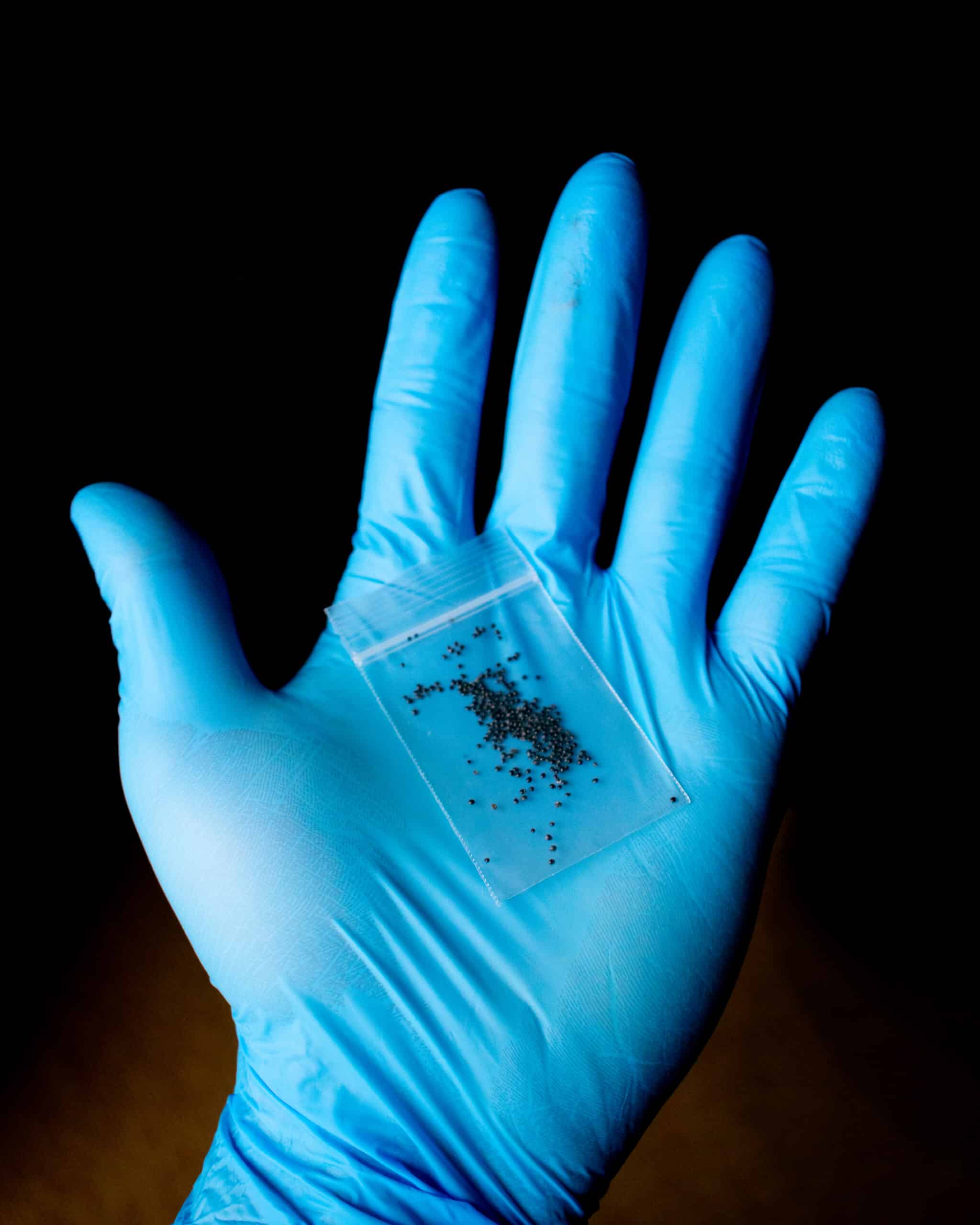 Image of Palmer amaranth that was found in bird feed. Image credit: Thurman Johnson, Spokane County Noxious Weed Control Board