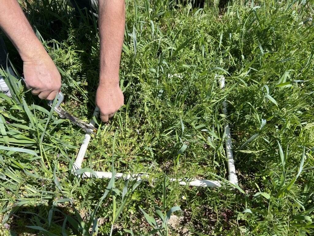 Weed scientist removing biomass from quadrat by hand for biomass sampling