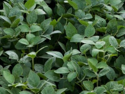 Close-up image of soybean field. Photo credit: United Soybean Board, Flickr.