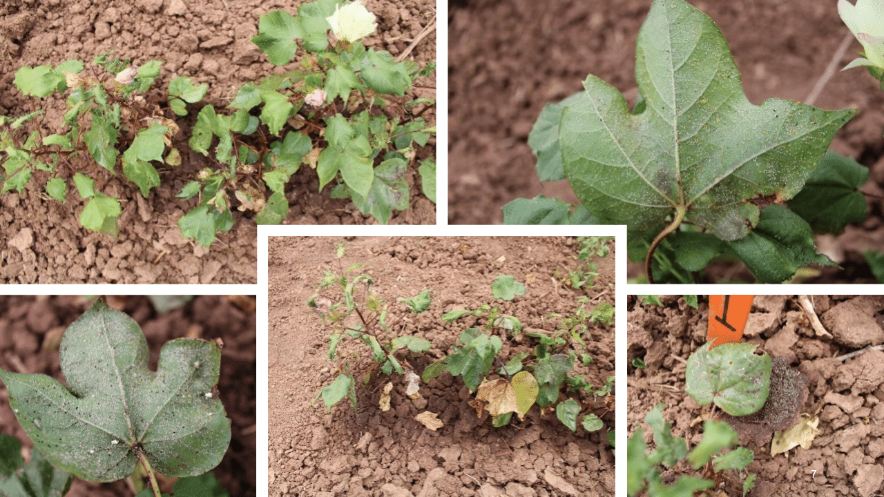 Image collage of aphids on cotton leaves. (Photo credits: Purushottam Gyawali and Ubaldo Torres, Texas A&M)