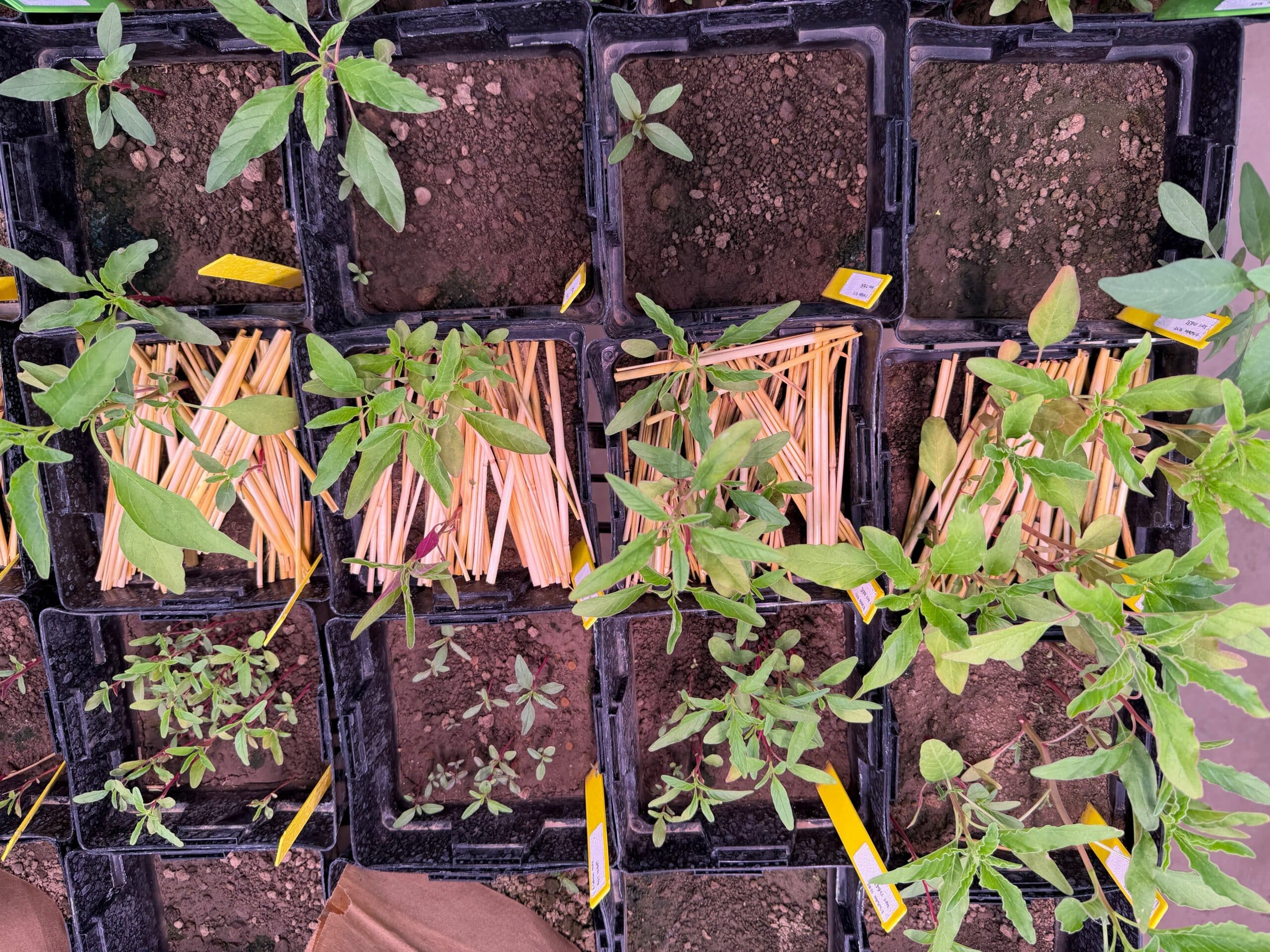 A comparison photo of herbicide treatment not identified as effective for waterhemp control nor compatible with high-biomass cereal rye in this study. Note higher waterhemp density in the cereal rye residue treatments. (Photo credit: Rodrigo Werle, University of Wisconsin-Madison)
