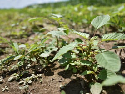 Palmer amaranth seedlings. (Photo credit: Claudio Rubione, GROW)